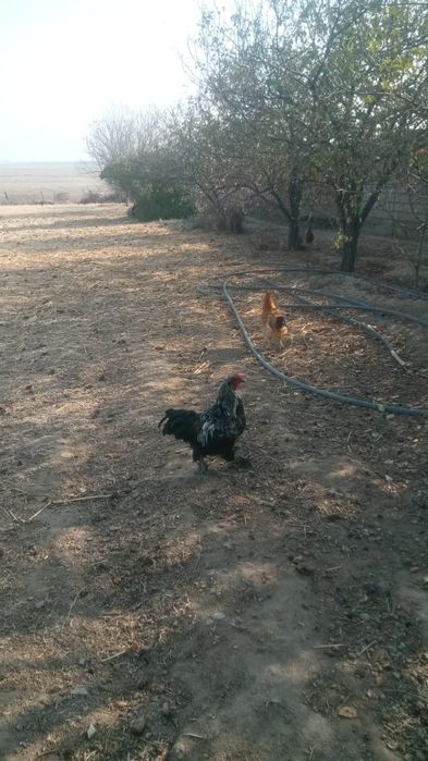 Қораз дар сатылады