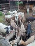Vand 25 de capre