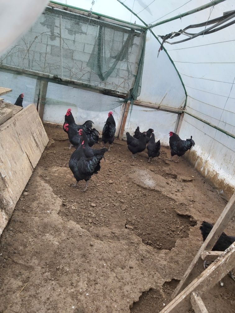 Vând cocosi Australorp  sau schimb cu gaini Araucana sau Australorp