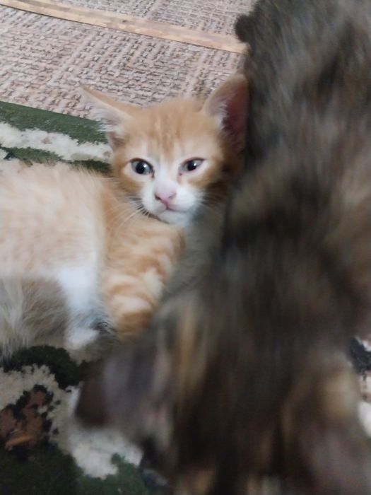 котята 1.5  месяца отдам бесплатно