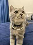 British Tabby cu Pedigree