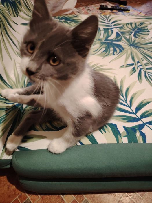 Бебе полубританска късокосместа, мъжко