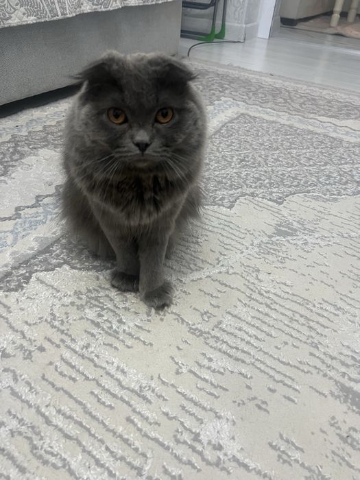котенок скотти фолд