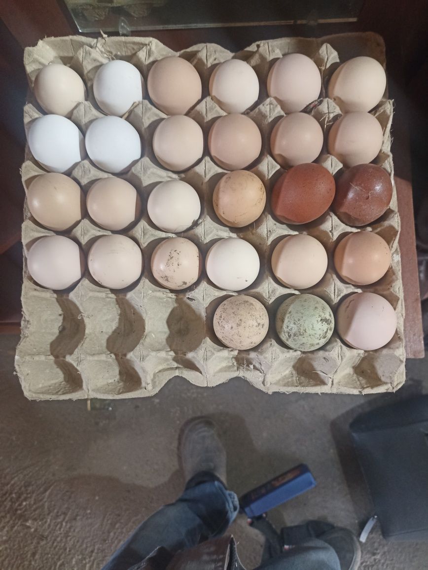 Продам инкубационное яйцо породистых кур
