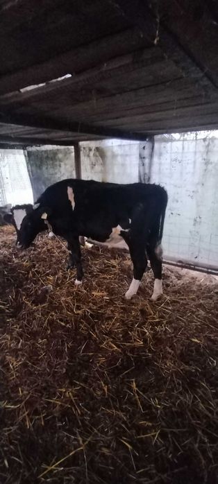 Tauri mari de vanzare