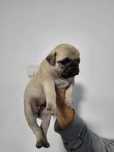 Pui mascul pug,mops rasa pura cu pedigre