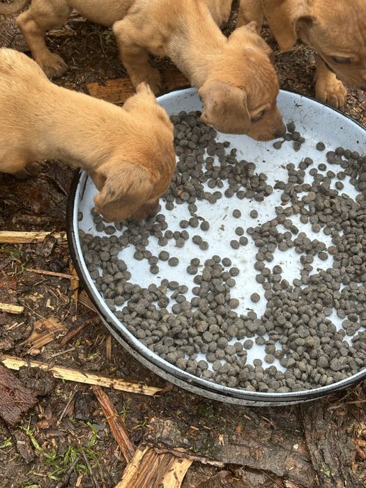 Подарявам кученца