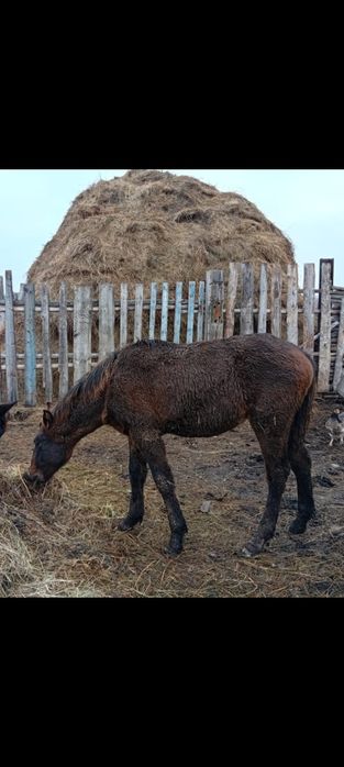 Продам жеребят .