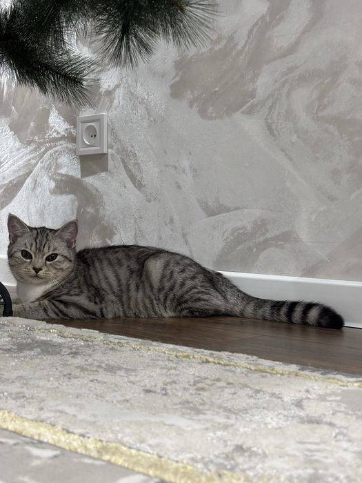 Породистая кошка Британка