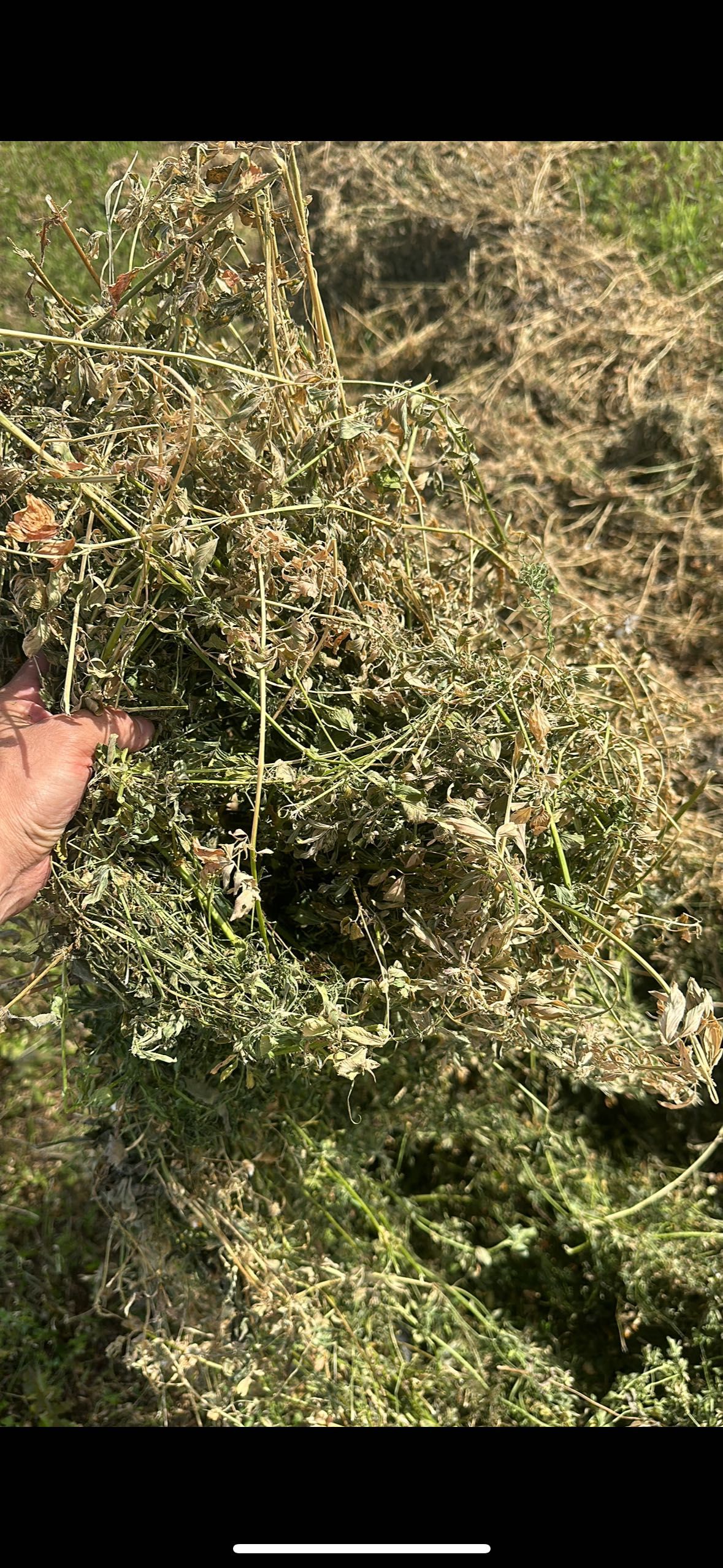 Baloți lucerna Eco
