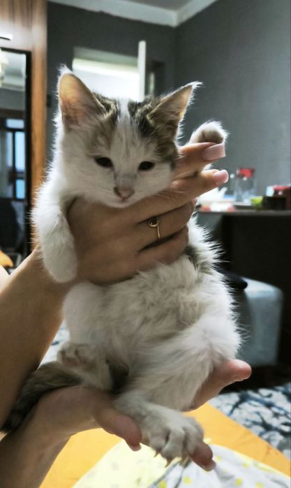 Котенок девочка  !