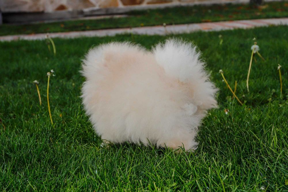 Померани  от родословни родители - момче