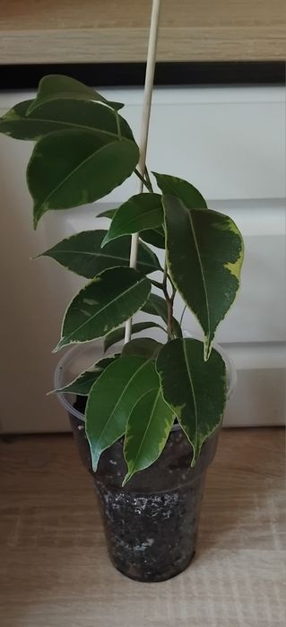 Фикус Бенжамина, комнатные цветы, фикус