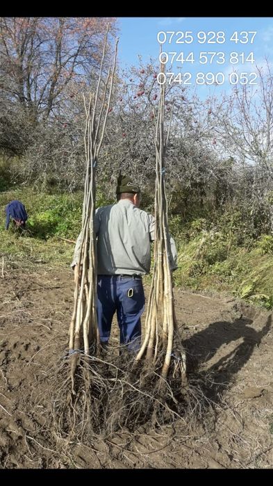 Alun.Afin.Nuc Chandler Cires.Mar.Paulownia.Columnari.Aronia.Goji.Prun.