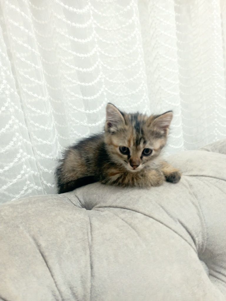 Отдам котенка бесплатно в хорошие руки