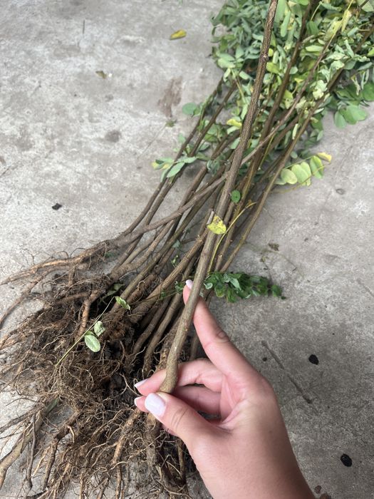 Vând puieți de ulm,salcâm,stejar,paulownia,tei,glădiță,mesteacăn,