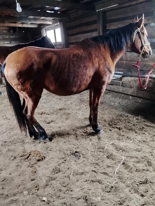 Агылшын Арап каны бар бие сатылады аяк колы сау