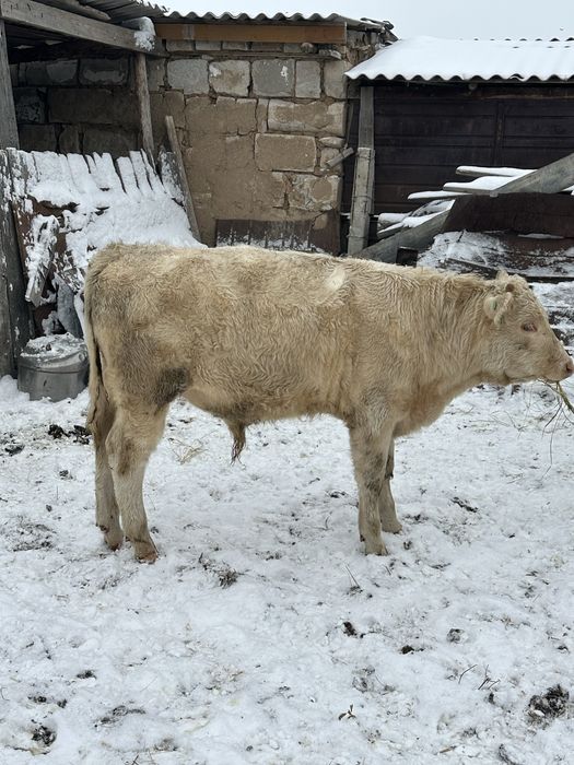 Продам Аулиеколь бычок