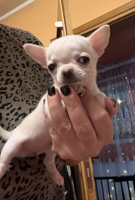 Chihuahua cu pedigree Fci