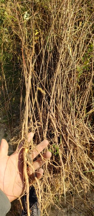 Puieți salcâm frasin mesteacăn fag carpen tei