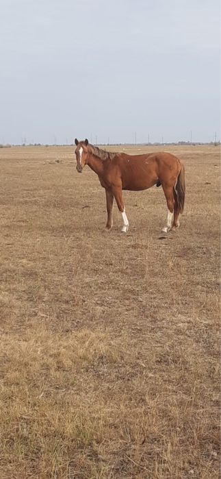 Жылқы соғым 2,5жарым жас