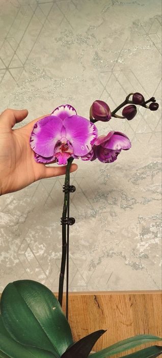 Орхидеи Phalaenopsis Victorio