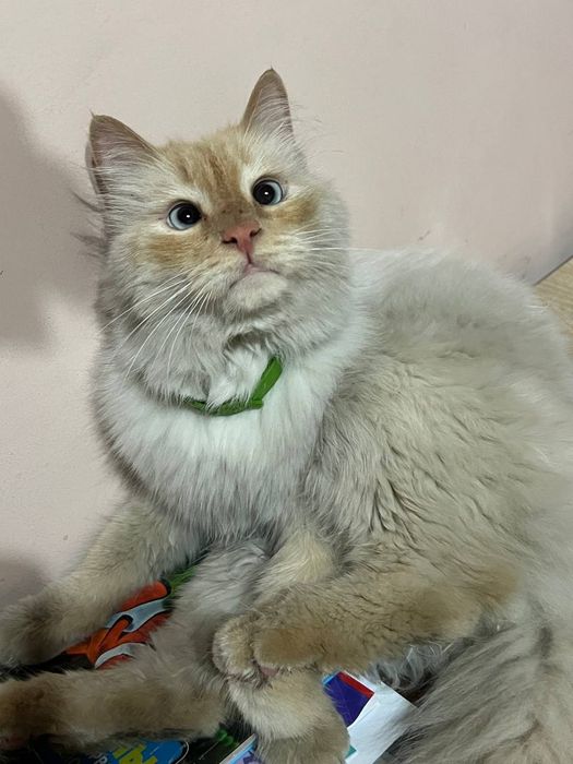 Пропал кот помогите пожалуйста найти