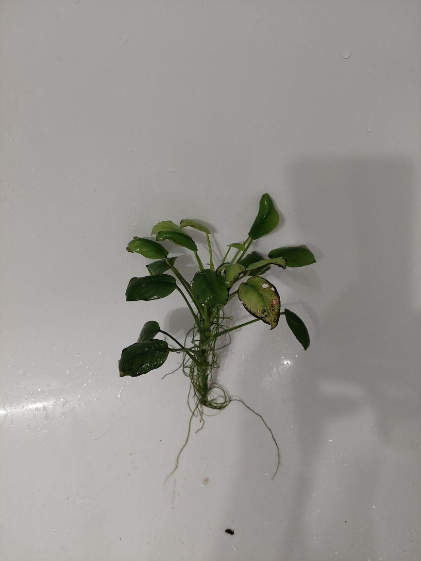 Plante acvariu Anubias,diverse / Schimb