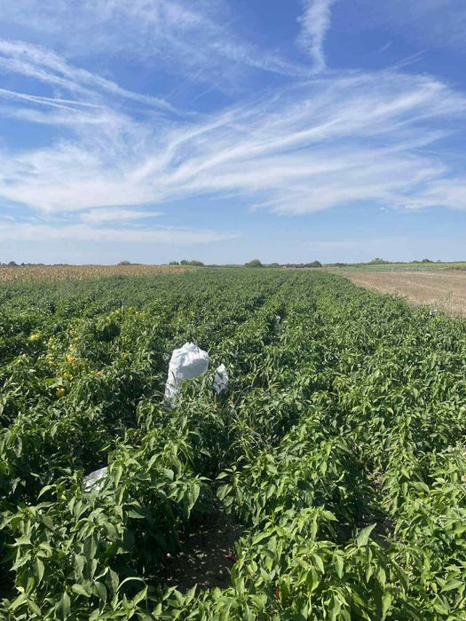 Boia dulce & iute 100% naturală – direct de la producător român!