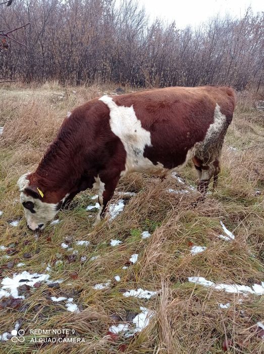 Продам быка 1 год 8 мес