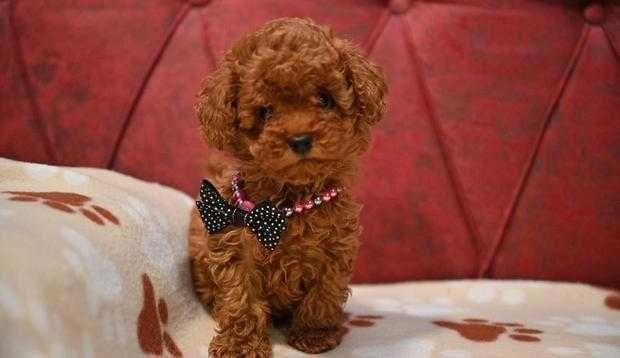 Pudel de vanzare talie mini absolut superb/transport