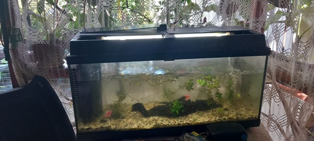 Acvariu juwel 80l