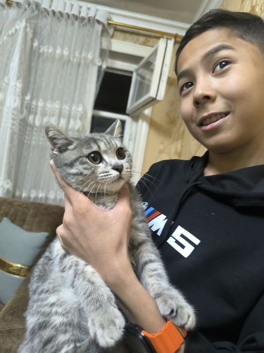 Skotish strayt toza qon