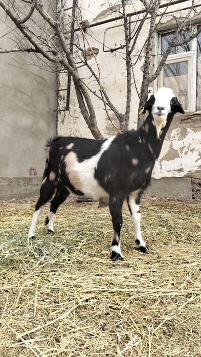 Таза қанды ешкілер