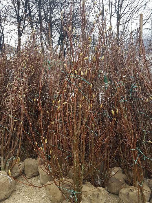 Magnolia ,mesteacăn, tei argintiu, Tuia,pini,