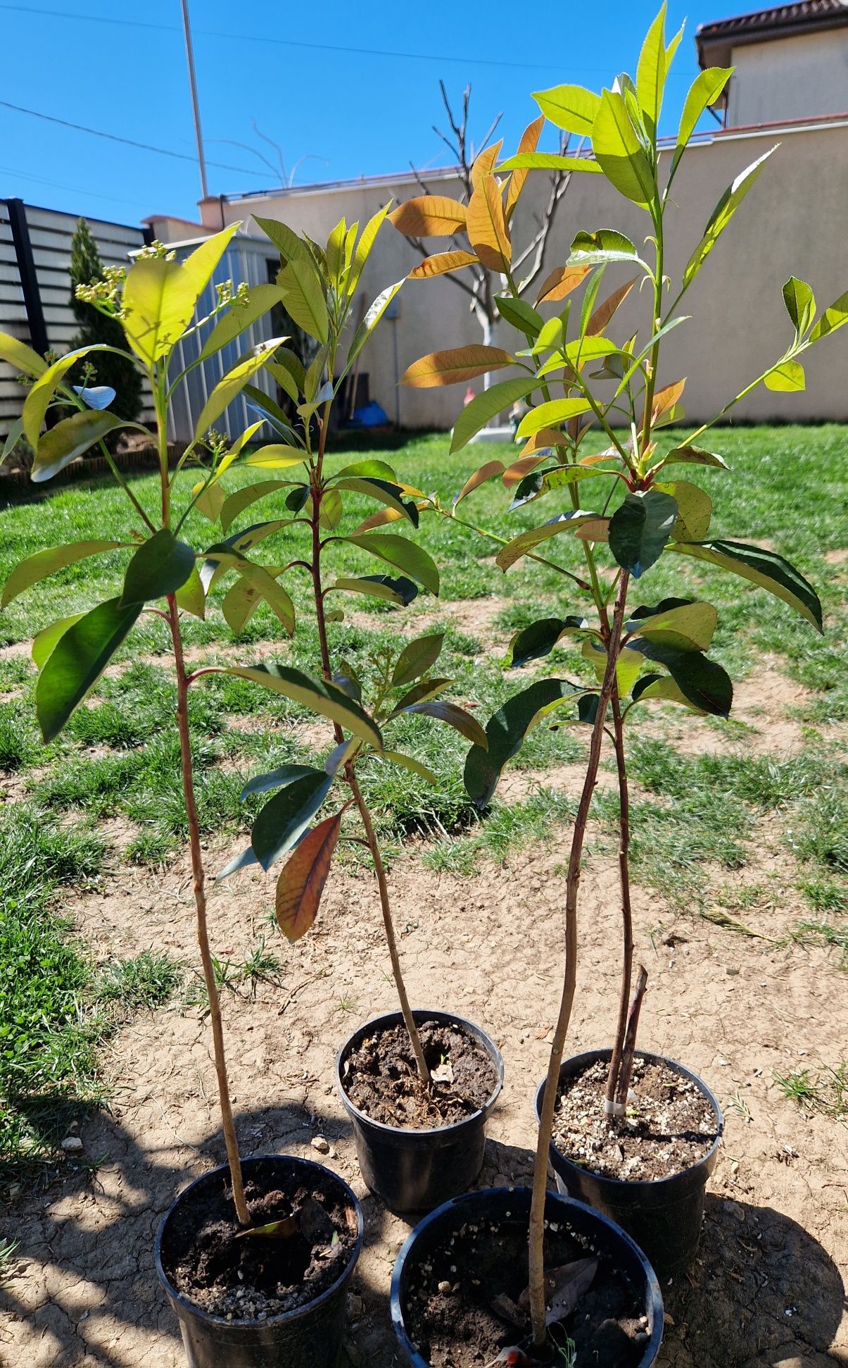 Photinia Red robin