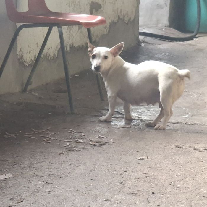 Джак ръсел териер