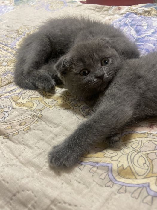 Котята от правильной вязки скотиш фолд