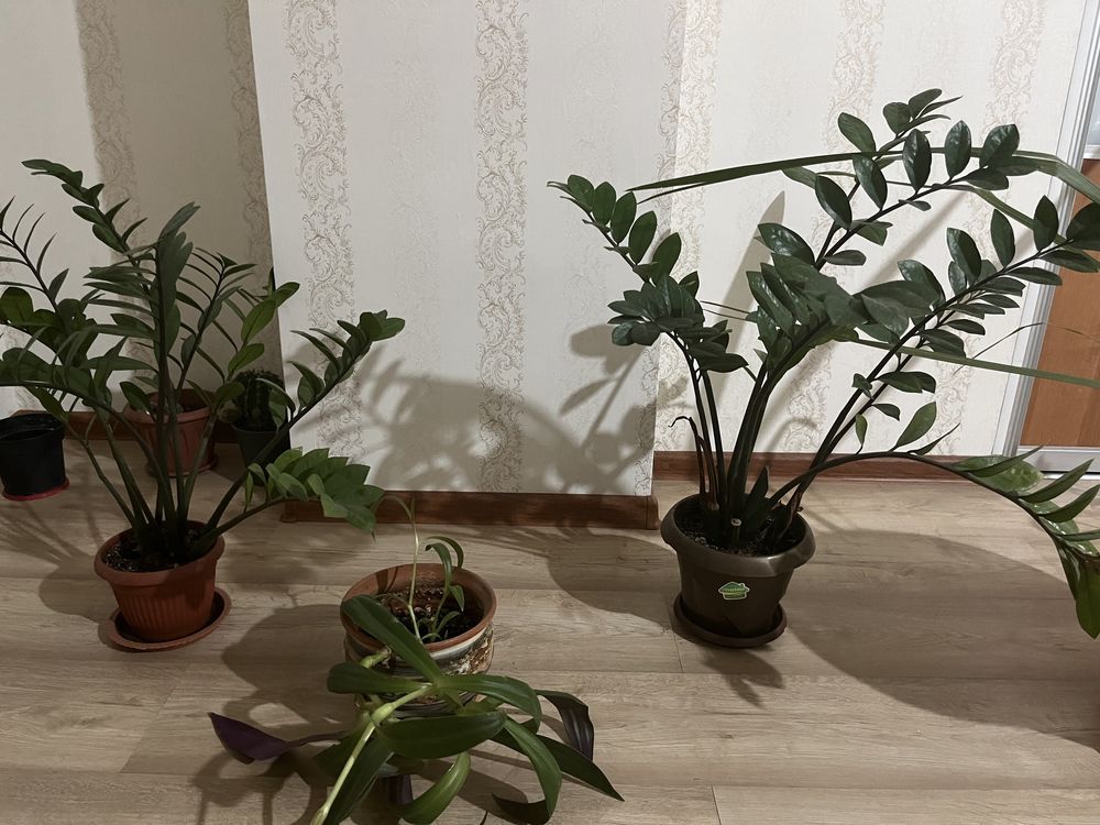 Комнатные растение