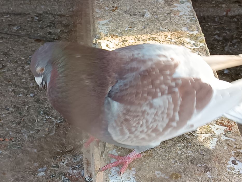 Vând /schimb porumbei voiajori (zona comuna Berceni)