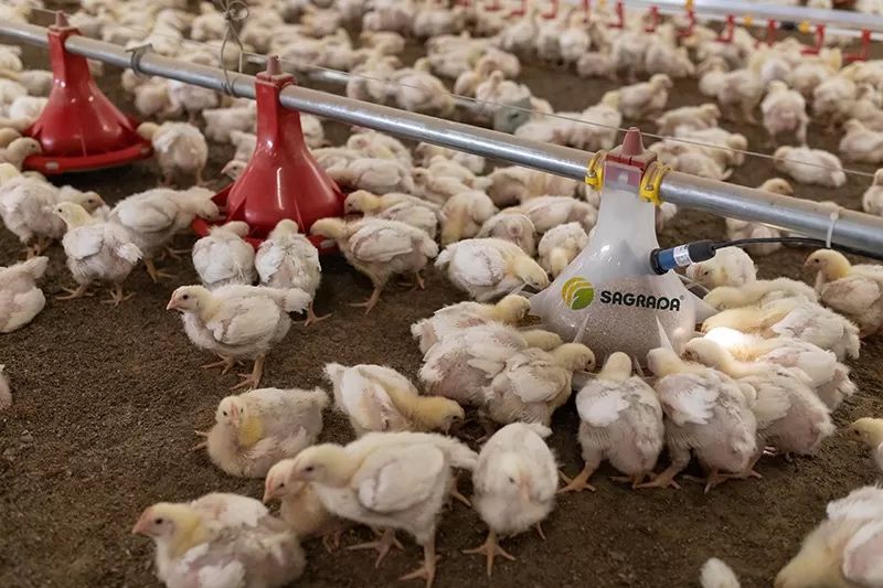 Куры бройлеры живым весом и тушкой