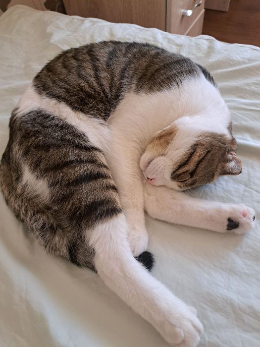 Продаётся кошка Скоттиш фолд