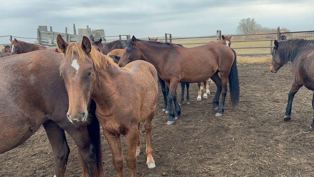 Жылқы Лошадь бие тай байтал