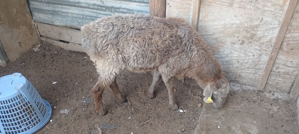 Кои сатылады семиз соиыуга болады