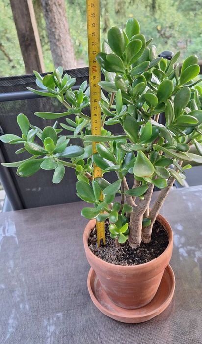 Дърво на живота/ Crassula ovata