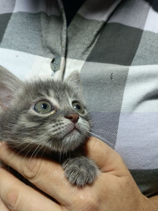 Котята в хорошие руки