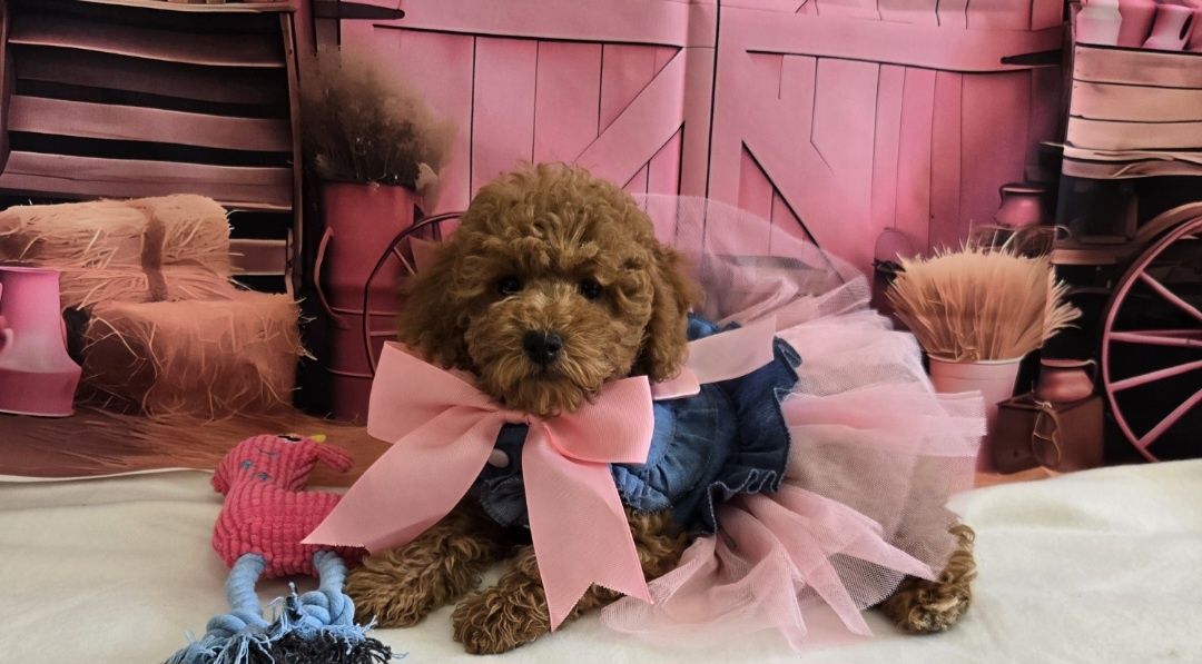 Пудел той /мини Poodle toy с родословие елитна кръвна линия