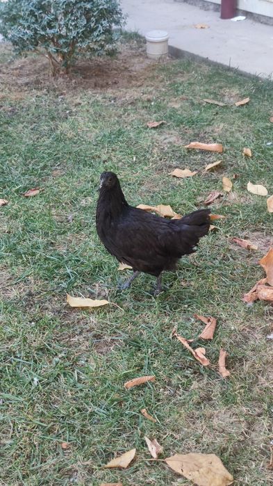 Qora tovuq jo'jalari 5 dona 4,5 oylik donasi 200 000 hammasini sotaman