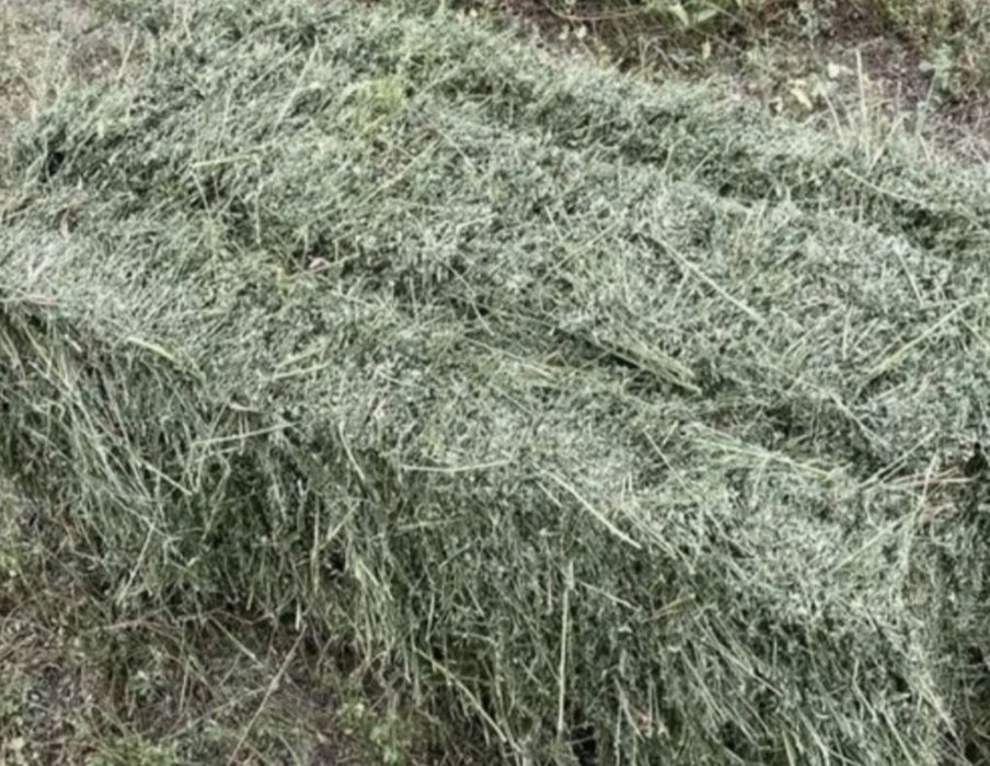Жоңышқа сатылады 1000 т 1 орым Темірлан