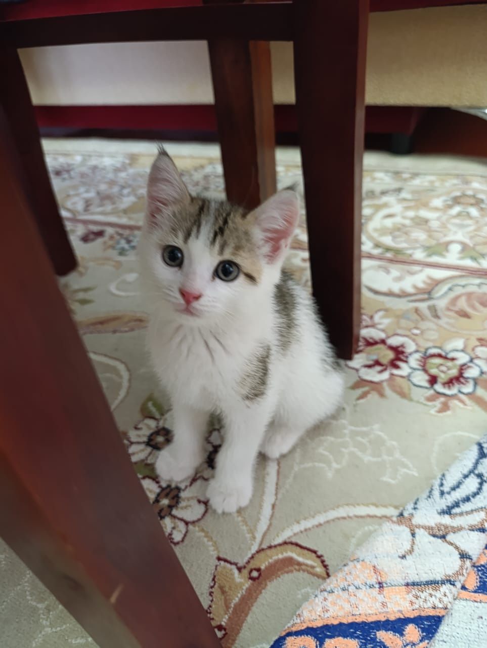 Котята Кызылорда